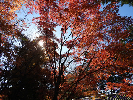 東福寺52