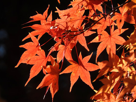 東福寺59