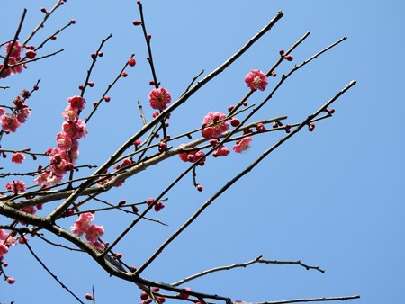 梅林公園4
