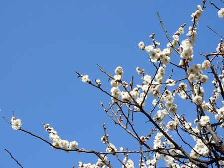 梅林公園5