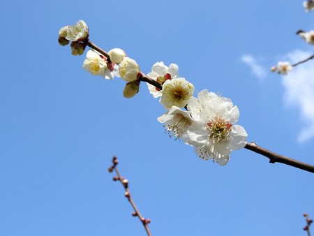 梅林公園10