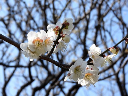 梅林公園11