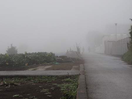 霧の朝04