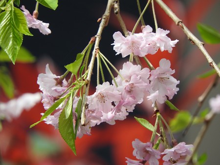 庭 しだれ桜5