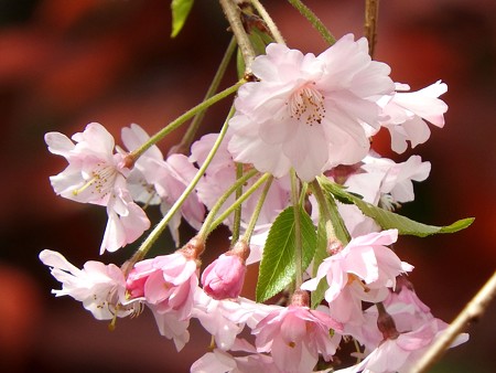 庭 しだれ桜6