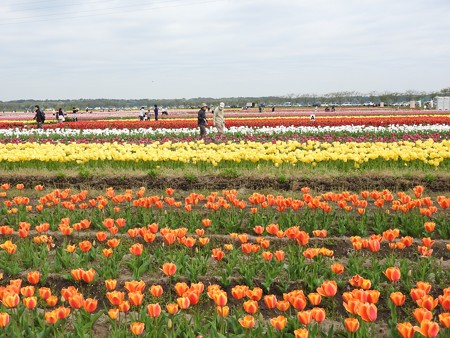 佐倉チューリップフェスタ 08 遠景