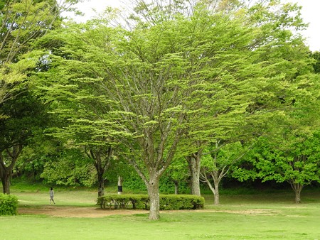 昭和の森14 太陽の広場