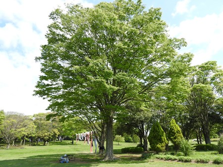 昭和の森18 太陽の広場