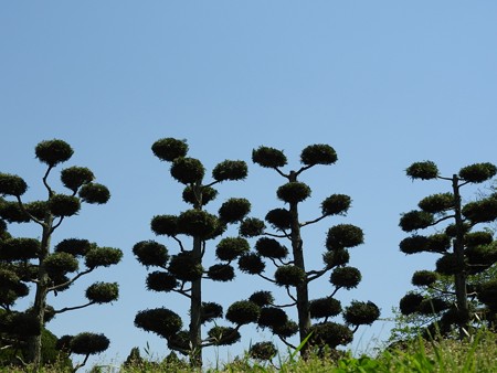 昭和の森21 市町村の森