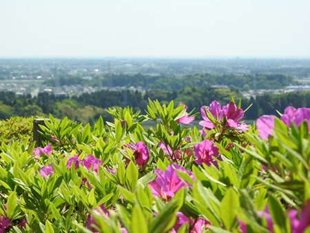 昭和の森33 展望台