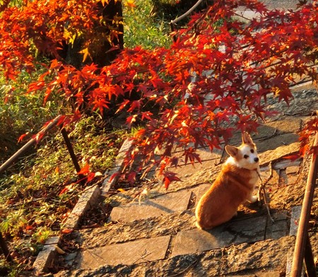紅葉2015