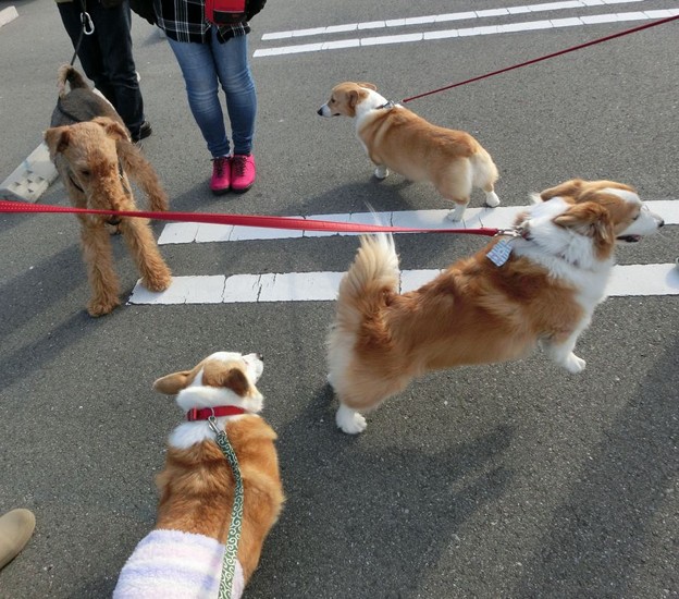 コギコギ