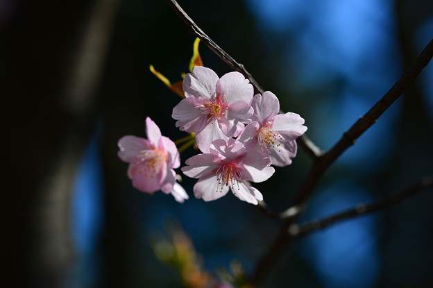 DSC_6428