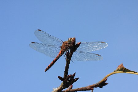 2011.11.04　和泉川　桜にアキアカネ
