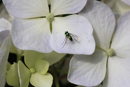 2012.06.27　追分市民の森　紫陽花にマダラアシナガバエ