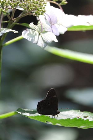 2014.07.15　瀬谷市民の森　アジサイにクロヒカゲ