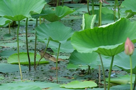 2014.08.05　瓢湖　蓮でヨシゴイ