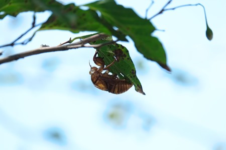 2014.08.11　和泉川　エゴノキに空蝉