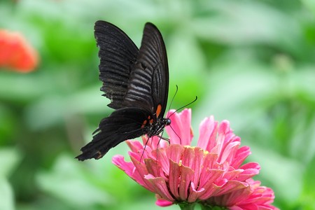 2014.09.10　追分市民の森　ヒャクニチソウにナガサキアゲハ　夏の終