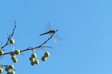 2014.09.25　和泉川　エゴノキにアキアカネ
