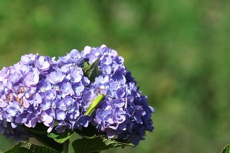 2014.09.28　和泉川　紫陽花にツチイナゴ