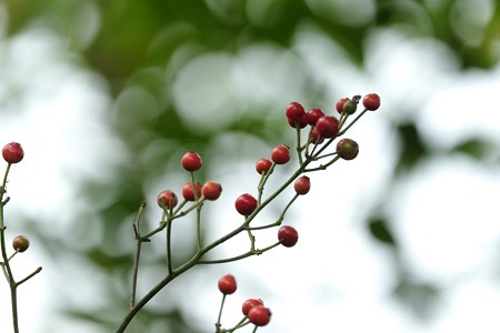 2015.10.10 和泉川 野薔薇