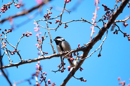 2016.01.25　和泉川　紅梅にシジュウカラ