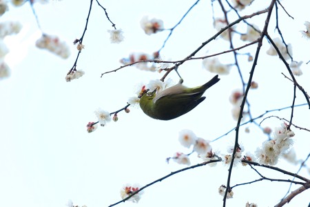 2016.02.05　和泉川　メジロ