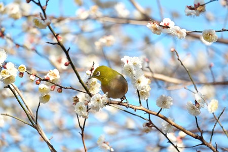 2016.02.05　和泉川　やっと梅でメジロ