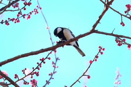 2016.02.05　和泉川　紅梅にシジュウカラ