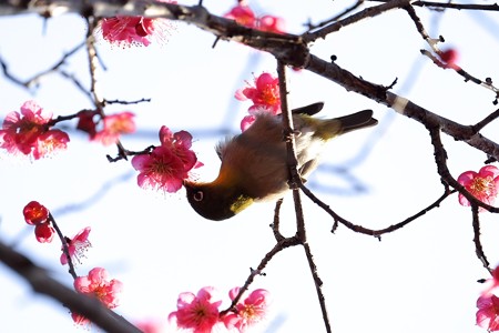 2016.02.09　和泉川　紅梅へメジロ