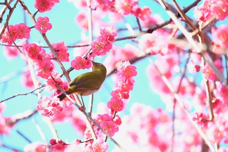 2016.02.13　和泉川　紅梅とメジロ