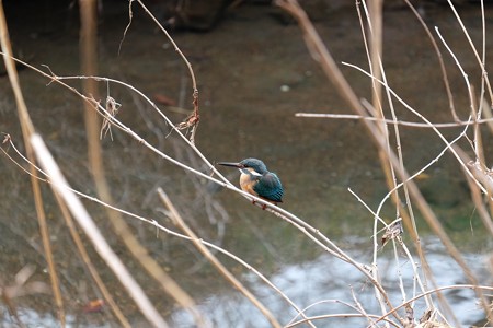 2016.02.23　和泉川　カワセミ　幼鳥？