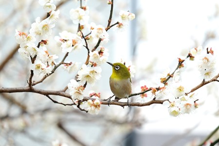 2016.02.23 和泉川 梅にメジロ