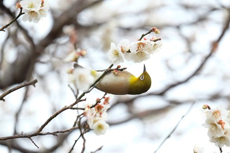 2016.02.23　和泉川　梅へメジロ　花蜜