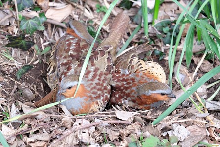 2016.02.29 和泉川 コジュケイ 砂かぶり