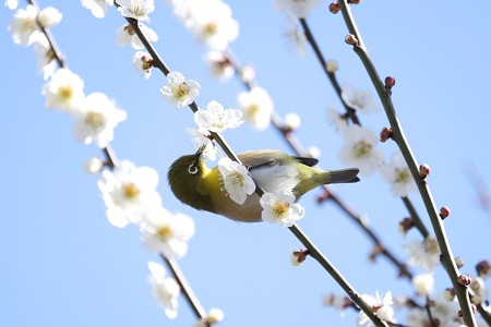 2016.03.02　和泉川　梅へメジロ　吸蜜