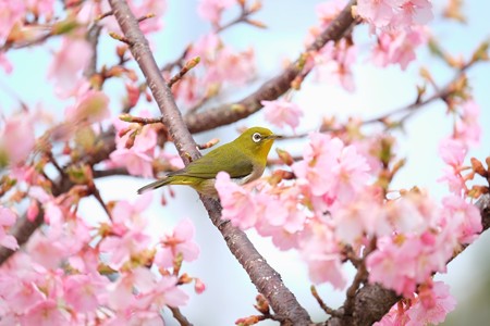 2016.03.05　和泉川　河津桜でメジロ　蜜まみれ