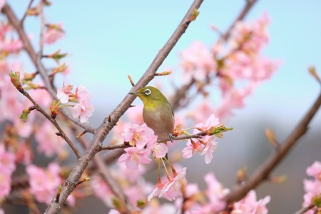 2016.03.05　和泉川　河津桜とメジロ