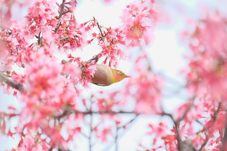 2016.03.16　和泉川　おかめ桜へメジロ