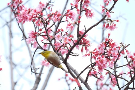 2016.03.16　和泉川　メジロ