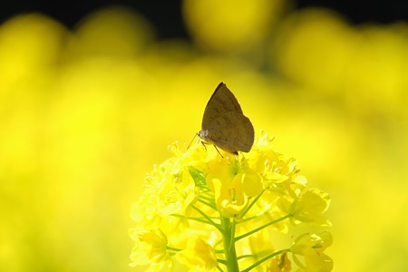 2016.03.18　追分市民の森　菜の花にムラサキシジミ