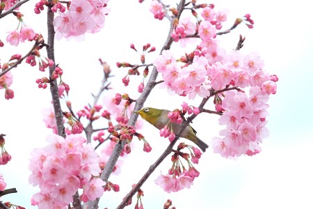 2016.03.26　和泉川　桜へメジロ