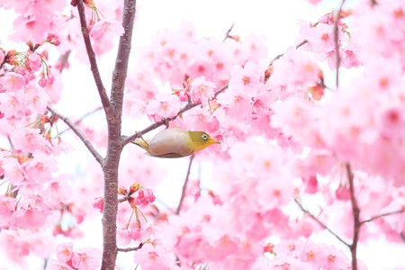 2016.03.26　和泉川　桜へメジロ　至福