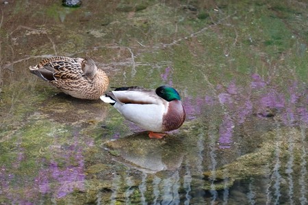 2016.03.28　和泉川　マガモ