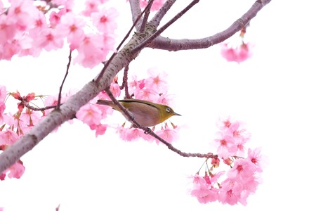 2016.03.28　和泉川　桜にメジロ