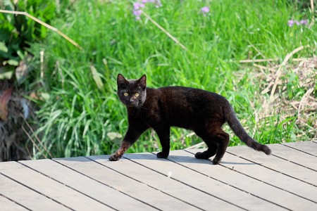 2016.03.31　和泉川　黒ぃ猫