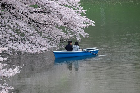 2016.04.01　千鳥ヶ淵　桜話し