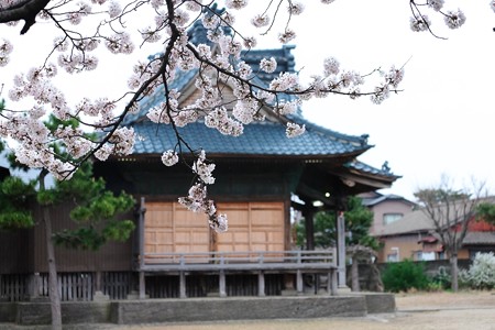2016.04.07　新潟　諏訪神社
