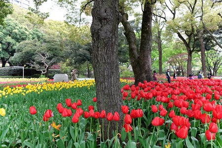 2016.04.11　横浜公園　チューリップ